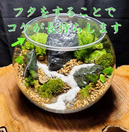 コケテラリウム制作キット直径15cm 動画説明付き〈コケ 苔 こけ 植物