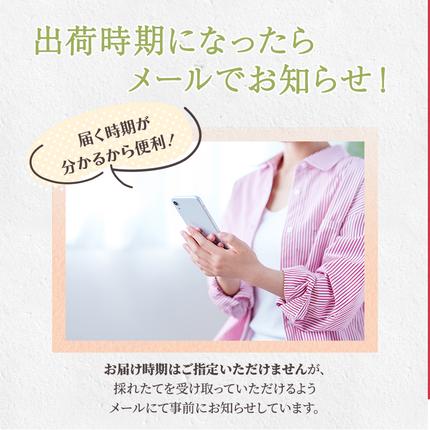 熊本県錦町のふるさと納税 梨 旬 5kg 先行予約 2026年発送 平野果樹園 錦の梨 なし フルーツ 果物 デザート 配送不可:離島