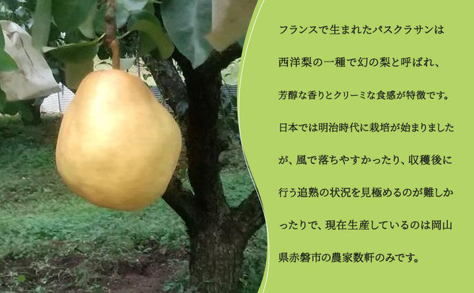 岡山県赤磐市のふるさと納税 パスクラサン バター （ パスクラサン スプレッド ）130g×3個 贈答品 西洋梨 果実 果物 フルーツ 乳製品 加工食品