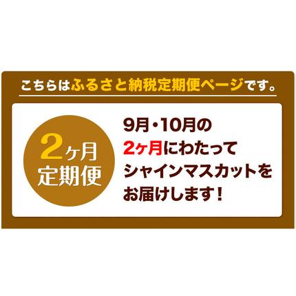 岡山県浅口市のふるさと納税 【2026年先行予約】シャインマスカット 晴王 岡山県産 定期便 2ヶ月 9月・10月発送《2026年9月中旬-10月中旬頃出荷(土日祝除く)》1房 700g 晴レ乃青果　(岡山中央卸売市場店(富士紙工 有限会社)) 岡山県 浅口市 【配送不可地域あり】