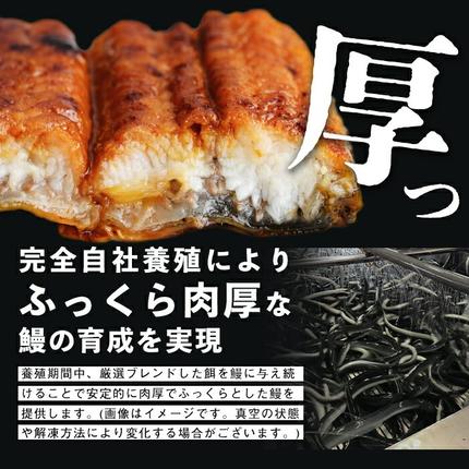 鹿児島県志布志市のふるさと納税 鹿児島県産うなぎ蒲焼 名水慈鰻 特上5尾(1尾190g以上)＜計950g以上＞ c15-001