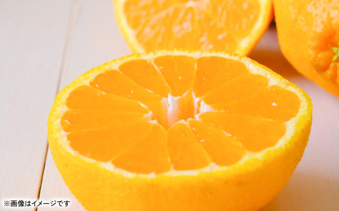 熊本県八代市のふるさと納税 不知火（デコポンと同品種） 約3kg しらぬい でこみかん 柑橘 ミカン ポンカン くだもの 果物 フルーツ