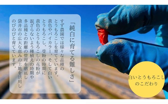 静岡県袋井市のふるさと納税 【先行予約】?極の?さと果汁 白いとうもろこし おすすめ コーン トウモロコシ 採れたて 新鮮 健康 ヘルシー 人気 厳選 袋井市