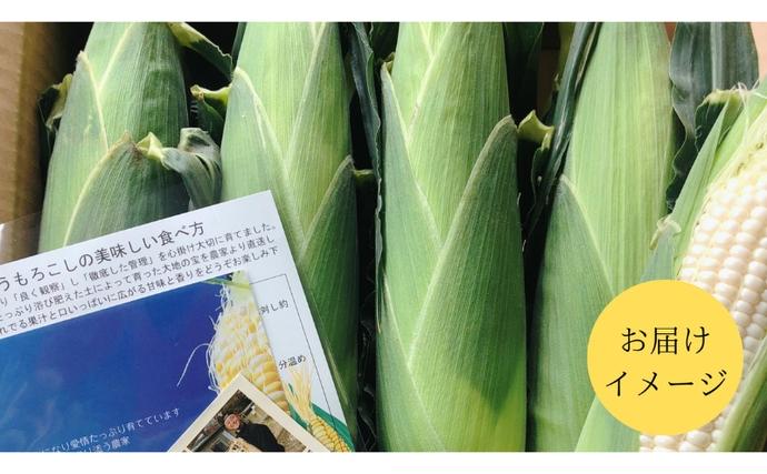 静岡県袋井市のふるさと納税 【先行予約】?極の?さと果汁 白いとうもろこし おすすめ コーン トウモロコシ 採れたて 新鮮 健康 ヘルシー 人気 厳選 袋井市