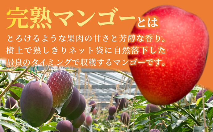 宮崎県日南市のふるさと納税 ≪ 先行予約 ≫ 糖度15度以上!! 数量限定 南国宮崎 完熟マンゴー 2L 2玉 期間限定 フルーツ スイーツ 果物 くだもの 食品 デザート 国産 産地直送 人気 おすすめ おやつ 高級 ご褒美 贅沢 贈り物 ギフト プレゼント 贈答 なめらか 宮崎県 日南市 送料無料_BD73-23