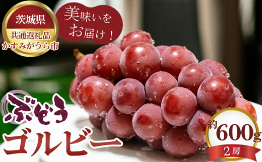 No.587 【先行予約】ぶどう　ゴルビー