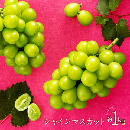 福岡県新宮町のふるさと納税 AC126.九州・福岡フルーツ王国より直送.シャインマスカット約1kg／2026年9月配送