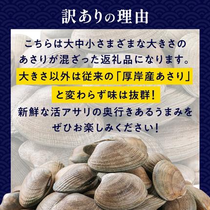 北海道厚岸町のふるさと納税 あさり 訳あり 北海道 厚岸産 砂出し済み 活あさり 500g×2 (合計1kg) 【厚岸海産】[ アサリ 魚貝 海鮮 大粒 美味しい 栄養 旨み 砂出し 水洗い 冷蔵 便利 ]