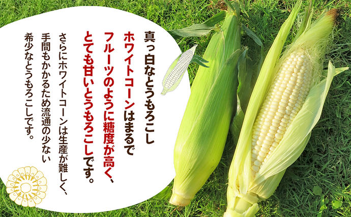 香川県東かがわ市のふるさと納税 ホワイトコーン 約2.5kg 野菜 とうもろこし 野菜セット