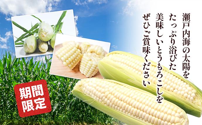 香川県東かがわ市のふるさと納税 ホワイトコーン 約2.5kg 野菜 とうもろこし 野菜セット