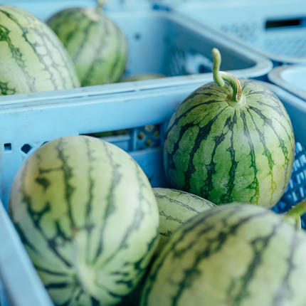 茨城県八千代町のふるさと納税 【 先行予約 2026年7月下旬以降発送 】 小玉 スイカ ピノ・ガール 5玉 優以上 NONAKA HIROSHI FARM すいか 西瓜 数量限定 甘い 夏 果物 旬 [AX030ya]