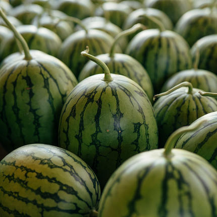 茨城県八千代町のふるさと納税 【 先行予約 2026年7月下旬以降発送 】 小玉 スイカ ピノ・ガール 5玉 優以上 NONAKA HIROSHI FARM すいか 西瓜 数量限定 甘い 夏 果物 旬 [AX030ya]