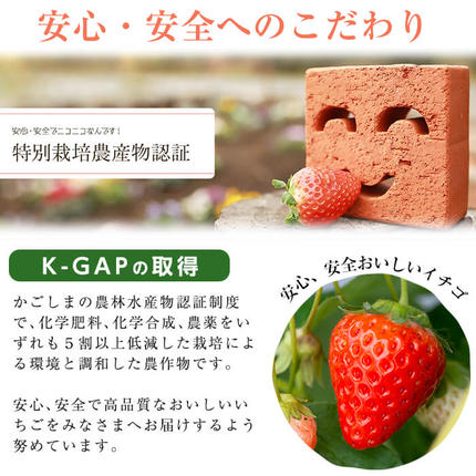 鹿児島県志布志市のふるさと納税 鹿児島県産いちご！志布志発祥白いちご「淡雪」4Pと季節おまかせ赤いちご4Pセット(計2kg・約270g×8P) c0-015