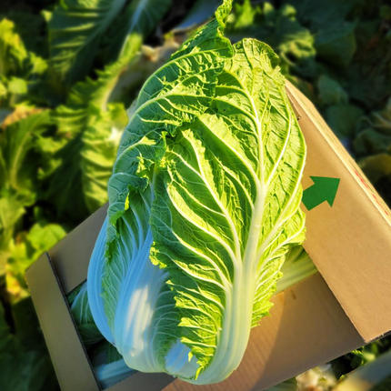 11月中旬より発送開始】 茨城県 八千代町産 白菜 はくさい 1箱 （ 4玉