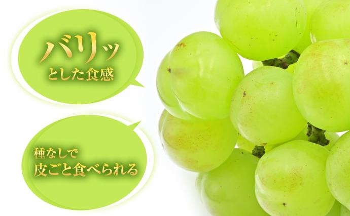 岡山県高梁市のふるさと納税 瀬戸ジャイアンツ 約2kg 3～5房 ぶどう 葡萄 フルーツ 岡山 高梁市産 2026年 先行予約 果物類 果物