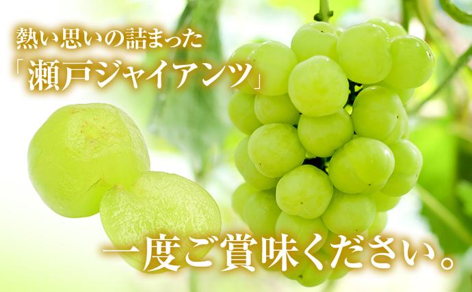 岡山県高梁市のふるさと納税 瀬戸ジャイアンツ 約2kg 3～5房 ぶどう 葡萄 フルーツ 岡山 高梁市産 2026年 先行予約 果物類 果物
