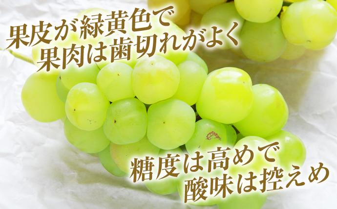 岡山県高梁市のふるさと納税 瀬戸ジャイアンツ 約2kg 3～5房 ぶどう 葡萄 フルーツ 岡山 高梁市産 2026年 先行予約 果物類 果物