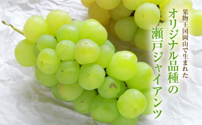 岡山県高梁市のふるさと納税 2025年 先行予約 瀬戸ジャイアンツ 2房 合計約1kg 冷蔵配送 ぶどう 葡萄 フルーツ 果物 岡山 岡山のぶどう 食後 デザート 産地直送 皮ごと 酸味が少ない 爽やか 甘い