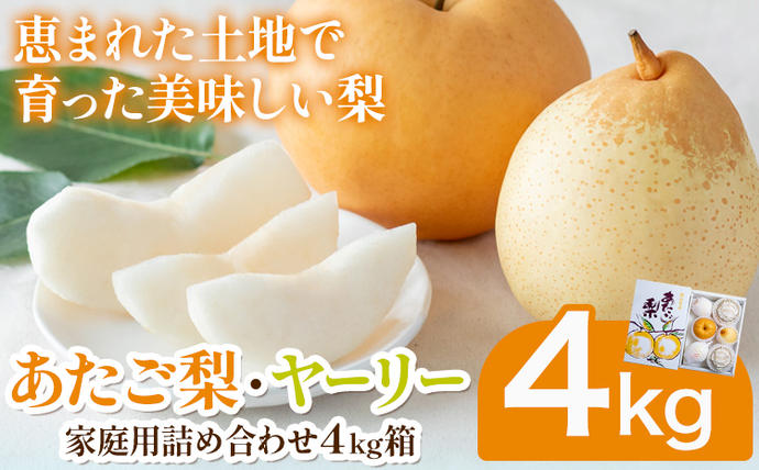 【先行予約】あたご梨2～3玉 ヤーリー3～