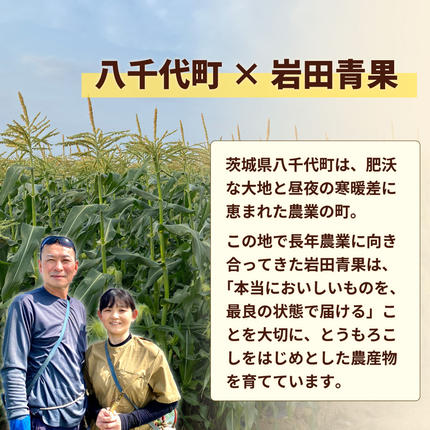 茨城県八千代町のふるさと納税 【先行予約 2026年6月中旬以降発送 】 【 令和8年産 】 深夜採り 朝出荷 とうもろこし （ ゴールドラッシュ ） 約 6kg トウモロコシ スイートコーン コーン 野菜 産地直送 期間限定 極甘 岩田さん 昼めし旅 [AX019ya]