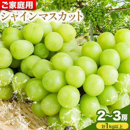 ご家庭用 シャイン マスカット 2房 (合計1kg以上)【配送不可地域あり