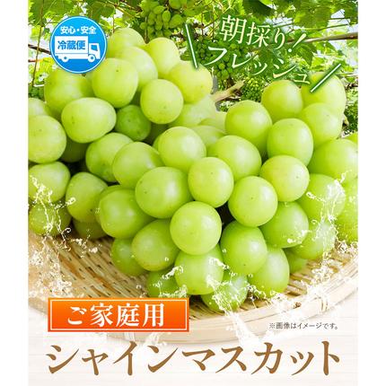 ご家庭用 シャイン マスカット 2房 (合計1kg以上)【配送不可地域あり