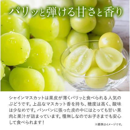 ご家庭用 シャイン マスカット 2房 (合計1kg以上)【配送不可地域あり