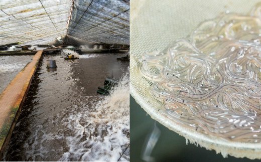 高知県田野町のふるさと納税 田野町産うなぎの蒲焼き（大）2本 タレ付き 山椒付き うなぎ 鰻 ウナギ 蒲焼き かば焼き 無頭 おいしい 国産 お取り寄せ 冷凍 配送