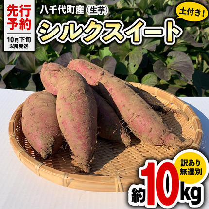 茨城県八千代町のふるさと納税 訳あり 無選別 さつまいも 八千代町産 シルクスイート 生芋 約 10kg 農家直送 熟成 イモ 芋 いも おやつ デザート 秋  【 先行予約 2026年10月下旬以降発送 】[AX035ya]
