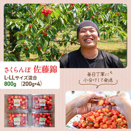 北海道仁木町のふるさと納税 先行受付 さくらんぼ 佐藤錦 800g（200g×4）M-Lサイズ混合  サクランボ チェリー フルーツ 果物 果物類  北海道 仁木町 仁木 [大塚農園]