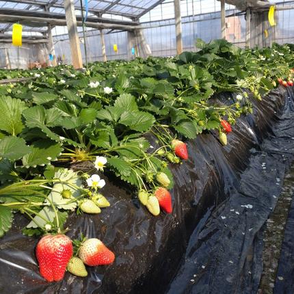 群馬県板倉町のふるさと納税 いちご（やよいひめ）中粒 4パック 採りたて苺！産地直送 イチゴ ストロベリー 生