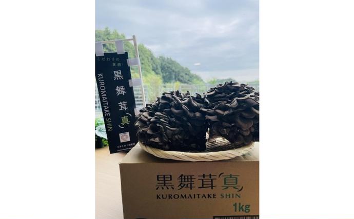 埼玉県飯能市のふるさと納税 黒舞茸「真」 1kg[52210652] きのこ マイタケ