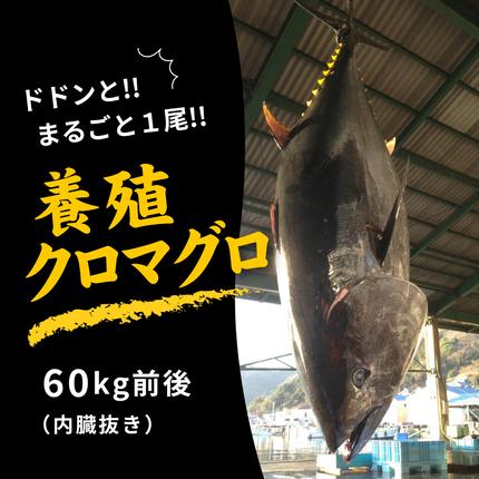 愛媛県鬼北町のふるさと納税 久良のクロマグロ　丸ごと1尾！＜マグロ 海鮮 魚 刺身 冷凍 愛媛県＞