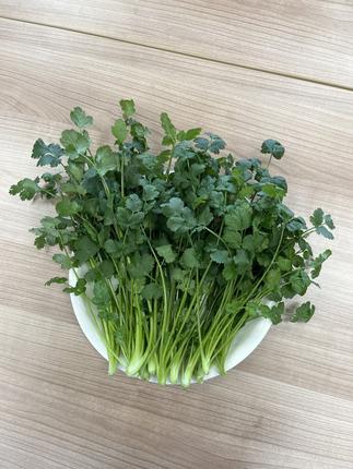 LED水耕栽培 香味野菜（パクチー）250g＜野菜 やさい パクチー 香草