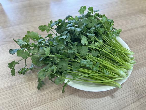 業務用/香菜/パクチー/埼玉県産/約5.0kg入/冷蔵発送 業務用/香菜/パクチー/埼玉県産/約5.0kg入/冷蔵発送 S＆B パクチー