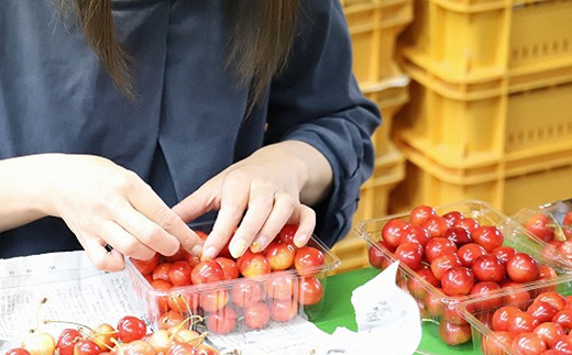 山形県南陽市のふるさと納税 【令和8年産先行予約】 さくらんぼ 「紅秀峰」 540g (180g×3パック 秀 L以上) 《令和8年6月下旬～7月中旬発送》 『フードシステムズ』 サクランボ 果物 山形県 南陽市 [1697]