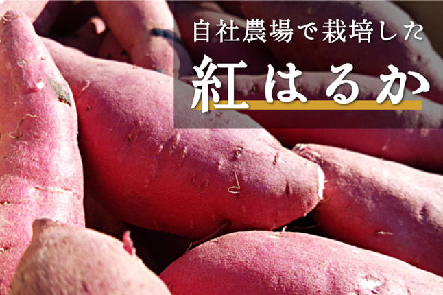 茨城県行方市のふるさと納税 DK-1　【芋屋久兵衛】茨城県産紅はるか干しいも150g×6セットギフト箱入り