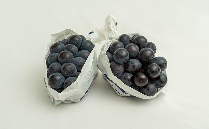 岡山県玉野市のふるさと納税 ぶどう 2026年 先行予約 ニュー ピオーネ 2房（合計約940g）化粧箱入り ブドウ 葡萄  岡山県産 国産 フルーツ 果物 ギフト