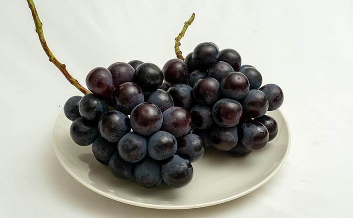 岡山県玉野市のふるさと納税 ぶどう 2026年 先行予約 ニュー ピオーネ 2房（合計約940g）化粧箱入り ブドウ 葡萄  岡山県産 国産 フルーツ 果物 ギフト