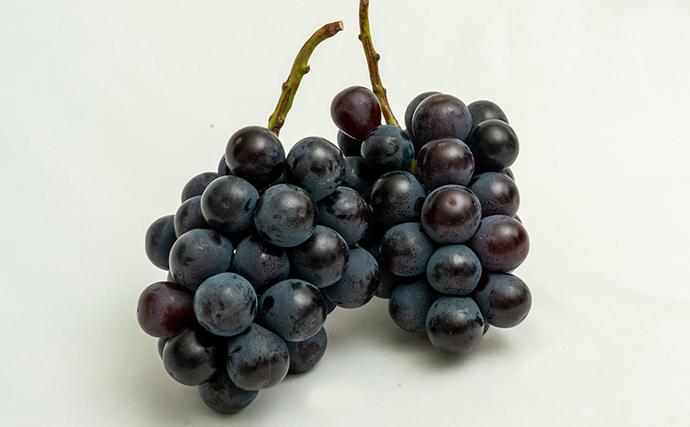 岡山県玉野市のふるさと納税 ぶどう 2026年 先行予約 ニュー ピオーネ 2房（合計約940g）化粧箱入り ブドウ 葡萄  岡山県産 国産 フルーツ 果物 ギフト