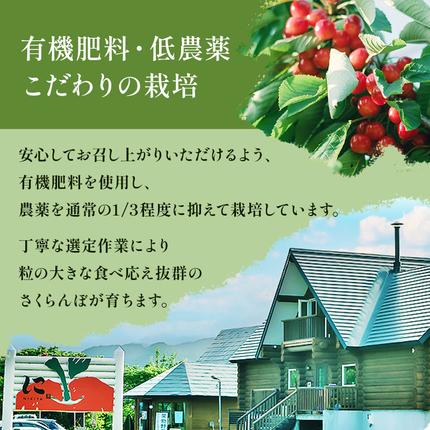さくらんぼ 2027年発送 北海道 仁木町産 佐藤錦 1kg(500g×2)Lサイズ
