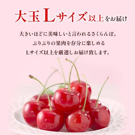 さくらんぼ 2027年発送 北海道 仁木町産 佐藤錦 1kg(500g×2)Lサイズ