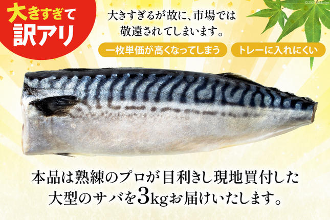 宮城県気仙沼市のふるさと納税 訳あり 塩サバ フィレ 3kg [足利本店 宮城県 気仙沼市 20564146] 魚介類 魚 海鮮 大容量 サバ さば 鯖 サバフィレ サバフィーレ 鯖フィレ トロサバ 訳アリ 訳あり わけあり 切り身 冷凍