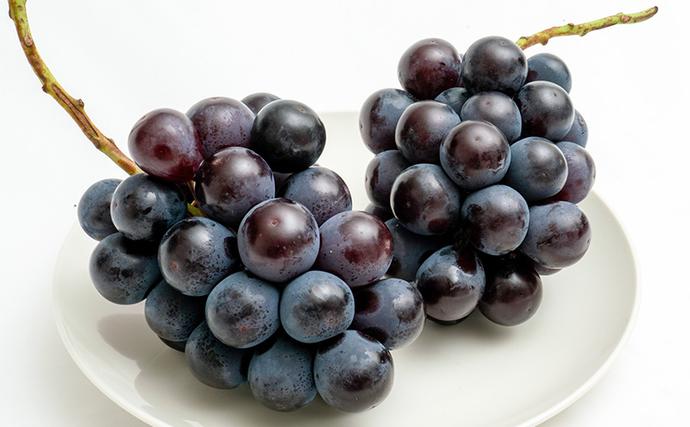 岡山県瀬戸内市のふるさと納税 ぶどう 2026年 先行予約 ニュー ピオーネ 2房（1房480g以上）約1kg 化粧箱入り ブドウ 葡萄  岡山県産 国産 フルーツ 果物 ギフト 甘みが強い 酸味 皮離れがいい 大粒 食べ応え