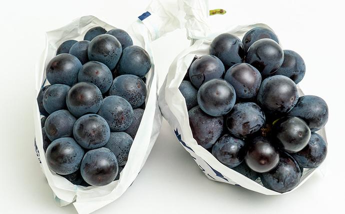 岡山県瀬戸内市のふるさと納税 ぶどう 2026年 先行予約 ニュー ピオーネ 2房（1房480g以上）約1kg 化粧箱入り ブドウ 葡萄  岡山県産 国産 フルーツ 果物 ギフト 甘みが強い 酸味 皮離れがいい 大粒 食べ応え