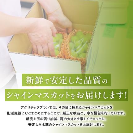 山梨県甲斐市のふるさと納税 【2026年発送分】シャインマスカット「こだわり」１kg以上　先行予約　2～3房　人気　おすすめ　国産　贈答　ギフト　お取り寄せ　　山梨県産　産地直送　フルーツ　果物　くだもの　ぶどう　ブドウ　葡萄　シャイン　シャインマスカット　新鮮　CD-1