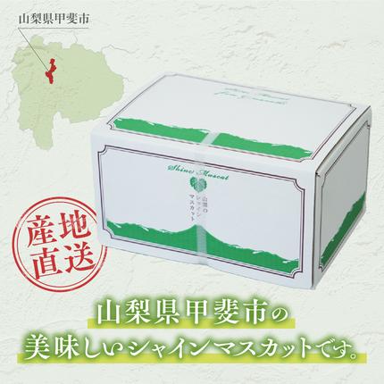 山梨県甲斐市のふるさと納税 【2026年発送分】シャインマスカット「こだわり」１kg以上　先行予約　2～3房　人気　おすすめ　国産　贈答　ギフト　お取り寄せ　　山梨県産　産地直送　フルーツ　果物　くだもの　ぶどう　ブドウ　葡萄　シャイン　シャインマスカット　新鮮　CD-1