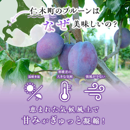 北海道仁木町のふるさと納税 [先行受付] 北海道仁木町産 プルーン 1.6kg（品種：サンプルーン） 厳選品 果物詰合せ フルーツ 果物 くだもの[松山商店]