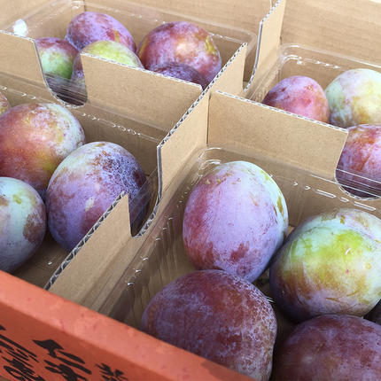 北海道仁木町のふるさと納税 [先行受付] 北海道 仁木町 大玉 プルーン 約2kg サイズ混載 【 パープルアイ 】 果物 果物類 くだもの フルーツ ジューシー [峠のふもと紅果園]