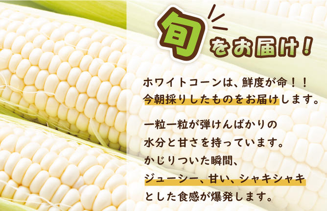 大阪府泉佐野市のふるさと納税 【先行予約】朝採り ホワイトコーン 8本セット【とうもろこし 農家直送 新鮮 野菜 やさい 期間限定】 099H4021